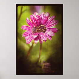 Póster Mutante Osteospermum / Dimorphotheca v.2