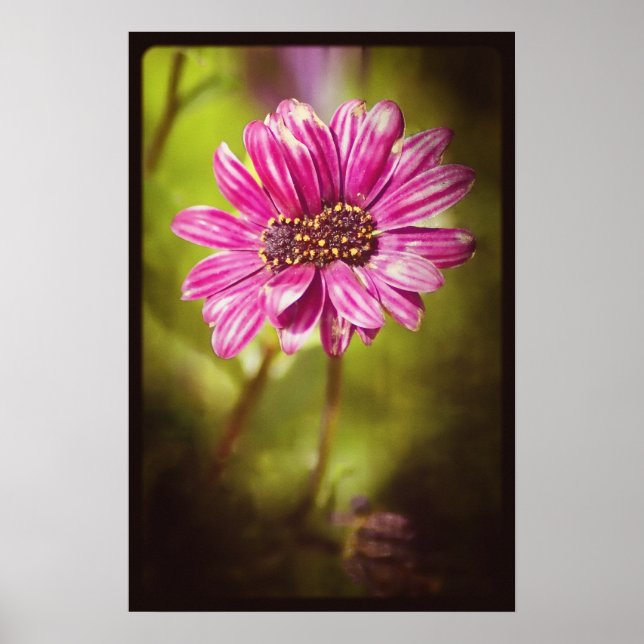 Póster Mutante Osteospermum / Dimorphotheca v.2 (Frente)