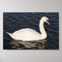 Mute Swan