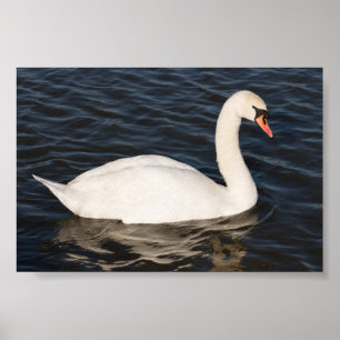 Póster Mute Swan