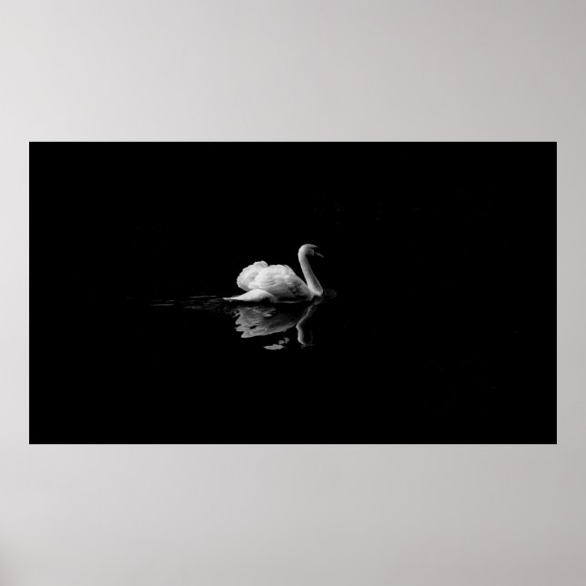 PÓSTER MUTE SWAN EN FOTOGRAFÍA DE BAJA LUZ (Frente)