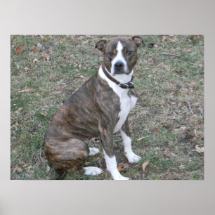 Póster Mutt mezclado boxeador hermoso de la raza del
