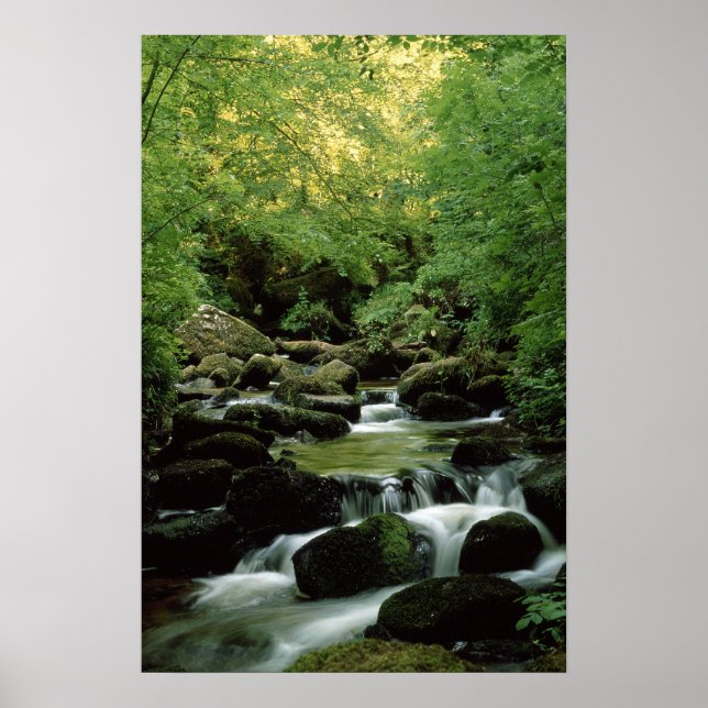 Póster Muy especial Poster de Woodland Stream. (Frente)