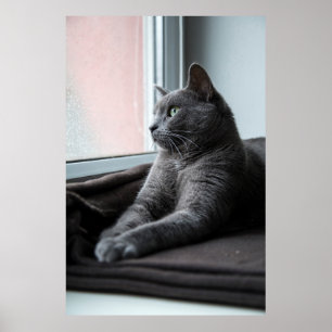 PÓSTER MY SWEETHEART ROUTER  RESCUED KITTEN