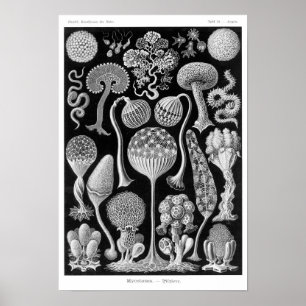 Póster Mycetozoa de Haeckel