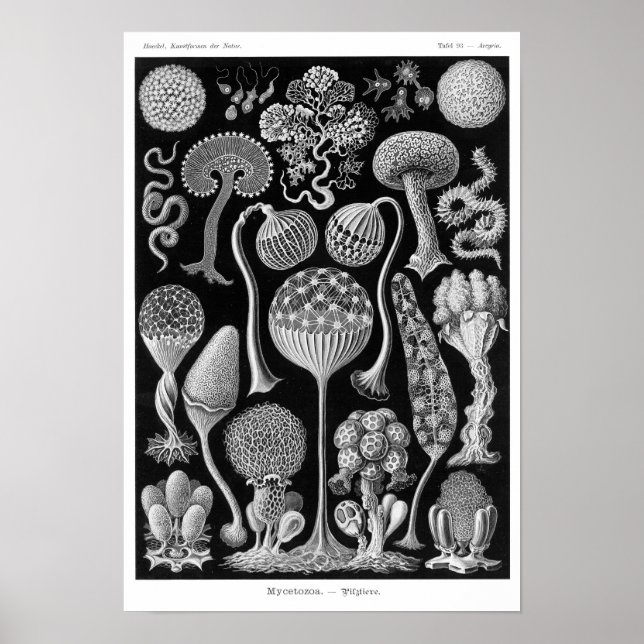 Póster Mycetozoa de Haeckel (Frente)