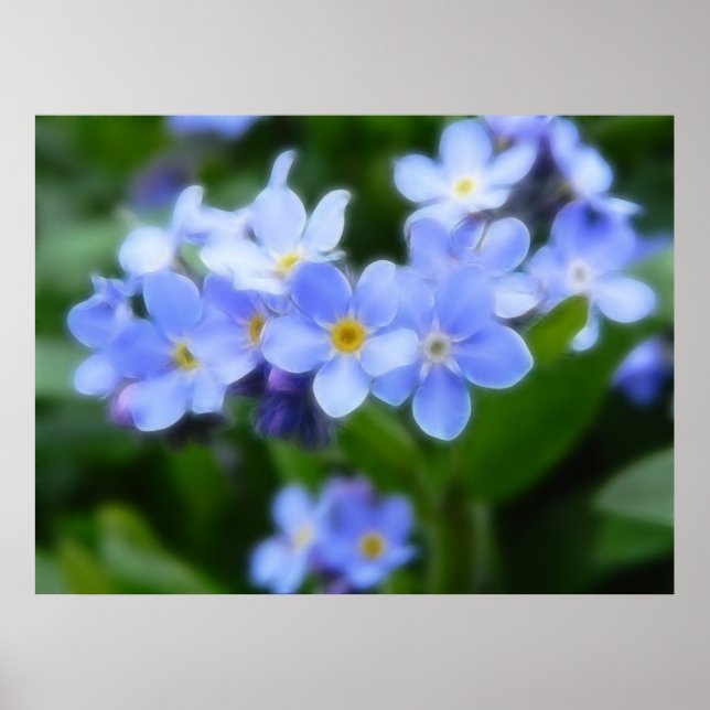 Póster Myosotis sylvatica - Olvídate de mí no (Frente)