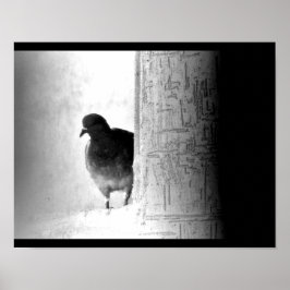 Póster Mysteria Pigeon