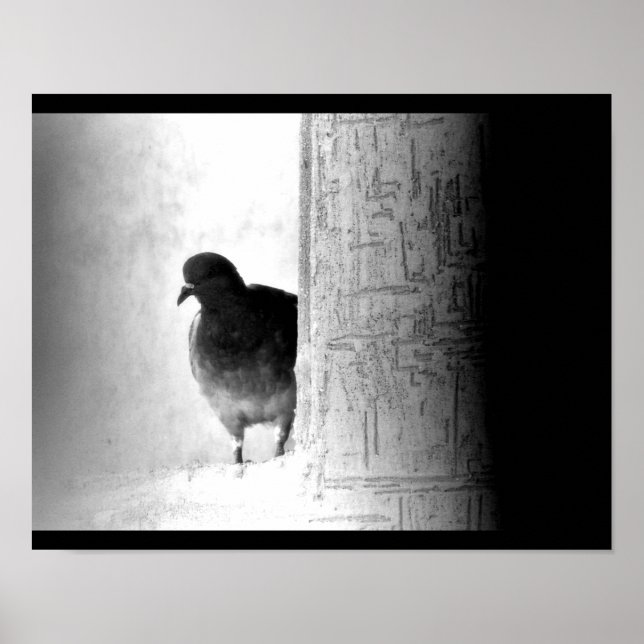Póster Mysteria Pigeon (Frente)