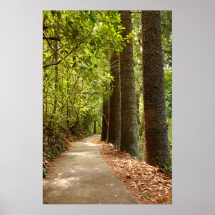 Póster Mysterious Forest Path