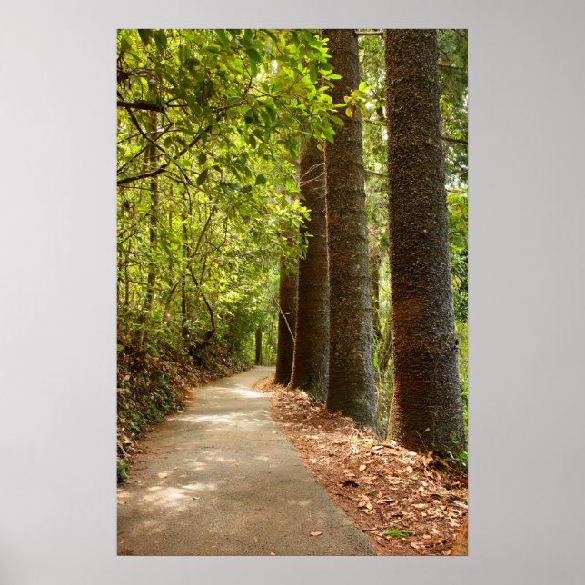 Póster Mysterious Forest Path (Frente)