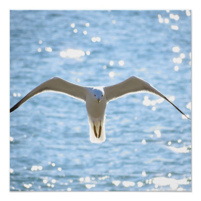 Póster Mystic Seagull (Anverso)