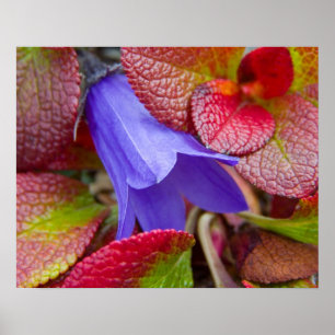 Póster N.A., EE.UU., Alaska. Bluebell en la tundra en