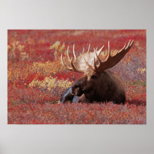 Póster N.A., EE.UU., Alaska, Parque Nacional Denali, Bull