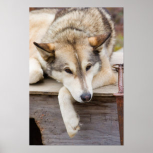 Póster N.A., EE. UU., Alaska. Perros de trineo Husky