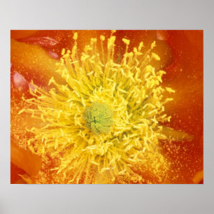 Póster N.A., EE. UU., Arizona, Tucson, Desierto de Sonora