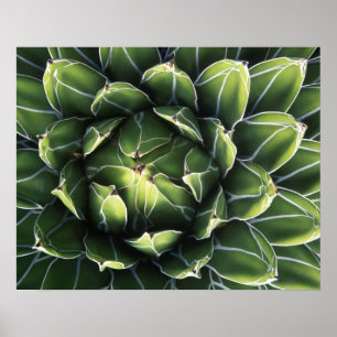 Póster N.A., EE.UU., Arizona, Tucson, desierto de Sonora