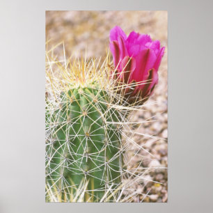 Póster N.A., EE. UU., AZ, Phoenix, Desierto Botánico