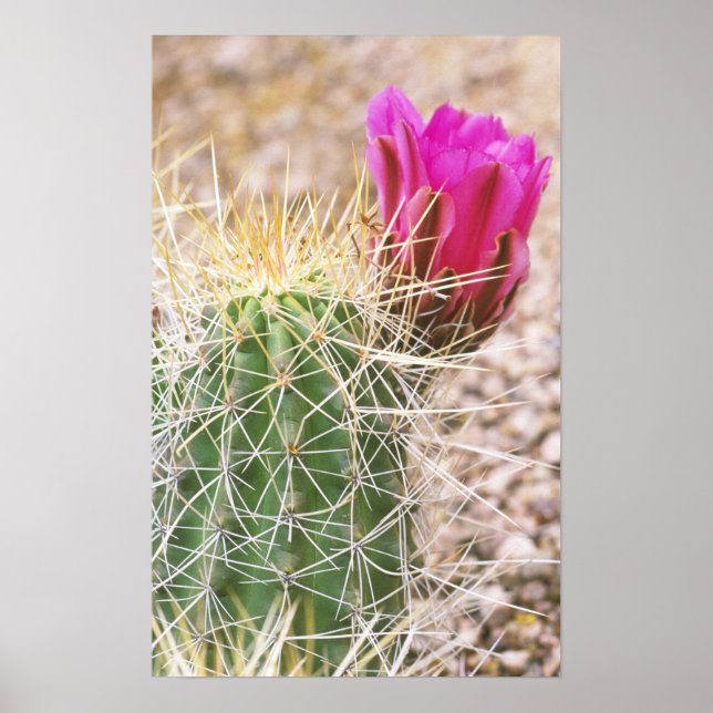 Póster N.A., EE. UU., AZ, Phoenix, Desierto Botánico (Frente)