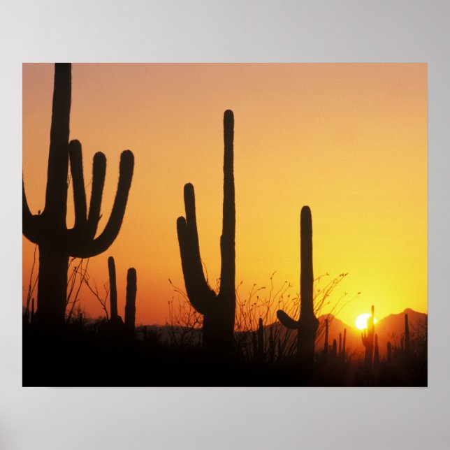 Póster N.A., EE. UU., AZ, Saguaro NP, Atardecer de Saguar (Frente)