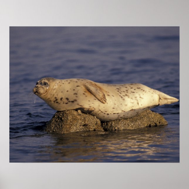 Póster N.A., EE. UU., California, Monterey.  Foca común (Frente)