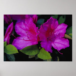 Póster N.A. EE. UU., Georgia, Savannah. Azalea en flor.