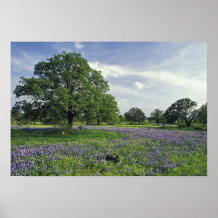 Póster N.A., EE.UU., Texas, Lake Buchanan, Oaks y Blue