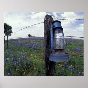 Póster N.A., EE. UU., Texas, Llano, Farol azul, Roble