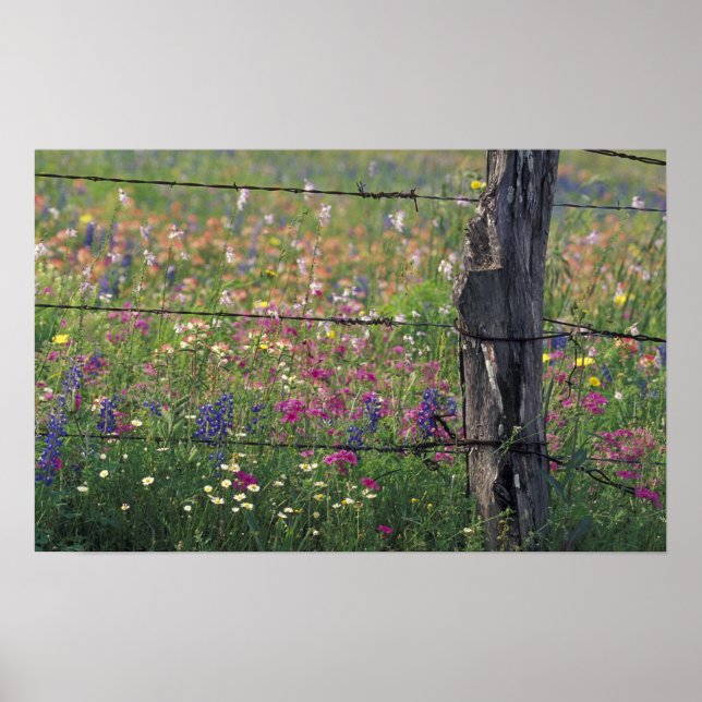 Póster N.A., EE.UU., Texas, Lytle, Fence Post y (Frente)