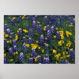 Póster N.A, EE. UU., Texas, Marble Falls, Blue Bonnets