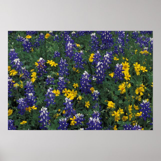 Póster N.A, EE. UU., Texas, Marble Falls, Blue Bonnets (Frente)