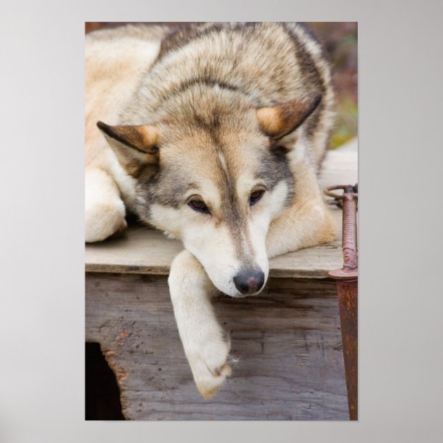 Póster N.A., EEUU, Alaska. Perros de Husky (Frente)