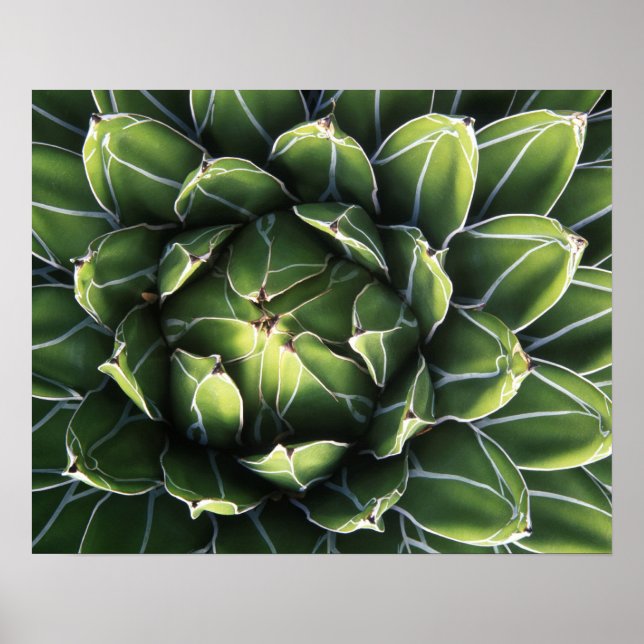 Póster N.A., Estados Unidos, Arizona, Tucson, desierto de (Frente)