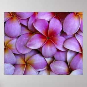 Póster N.A., USA, Maui, Hawaii. Pink Plumeria blossoms.
