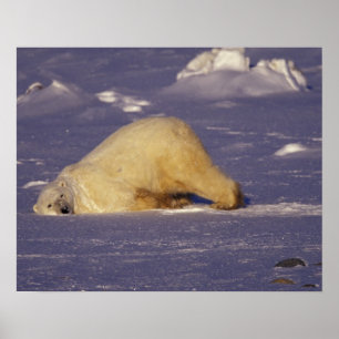 Póster NA, Canadá, Manitoba, Churchill, Oso polar