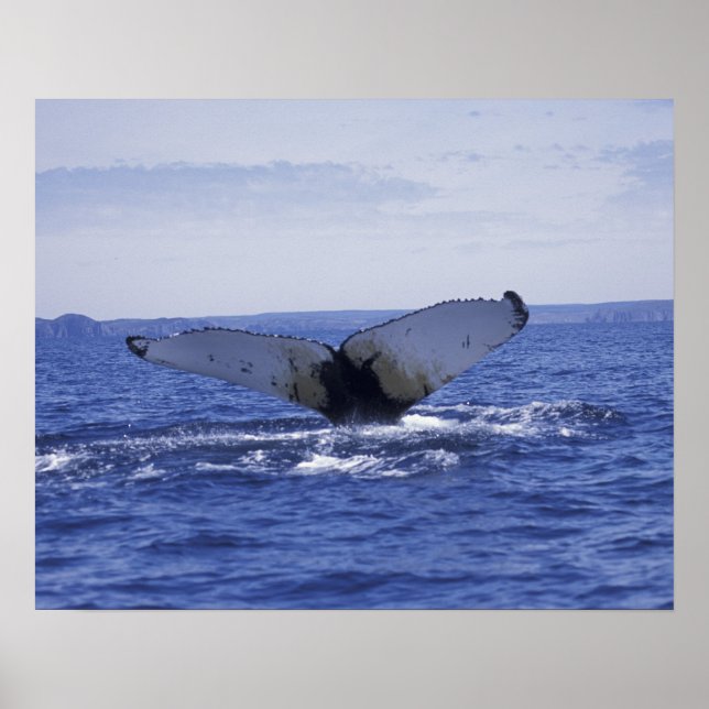 Póster NA, Canada, Newfoundland, Trinity Bay. Humpback (Frente)