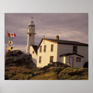 Póster NA, Canadá, Terranova, Lobster Cove. Lobo