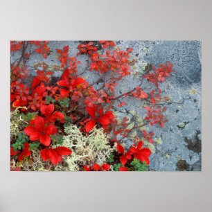 Póster NA, EE.UU., Alaska, Denali NP, Bear Berry y