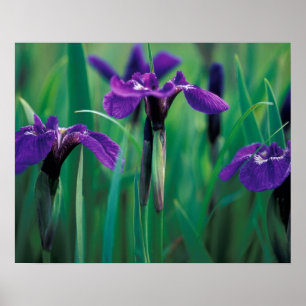 Póster NA, EE.UU., Alaska, Isla Knight, Iris Wild