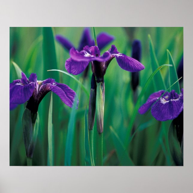 Póster NA, EE.UU., Alaska, Isla Knight, Iris Wild (Frente)