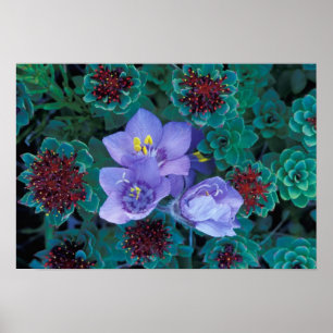 Póster NA, EE.UU., Alaska, Islas Aleutianas, Flores silve