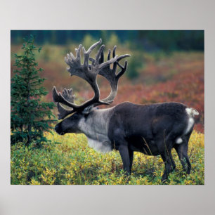 Póster NA, EE. UU., Alaska, Parque Nacional Denali, Carib