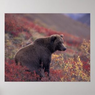 Póster NA, EE. UU., Alaska, Parque Nacional Denali. Una h