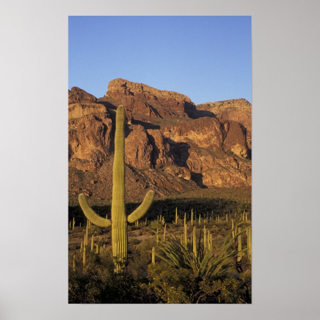 Póster NA, EE.UU., Arizona. Cactus (Frente)