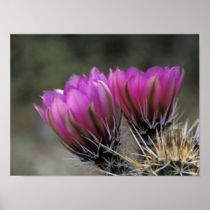 Póster NA, EE. UU., Arizona, Desierto de Sonora. Erizo