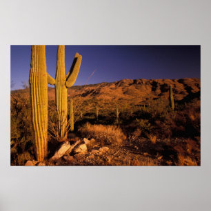 Póster NA, EE. UU., Arizona, Monumento Nacional Saguaro,
