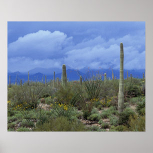 Póster NA, EE.UU., Arizona, Monumento Nacional Saguaro,
