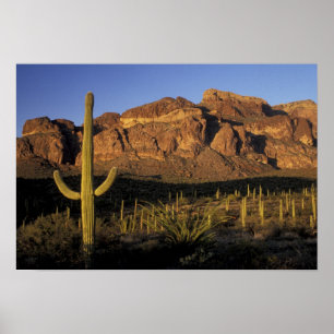 Póster NA, EE. UU., Arizona. Organ Pipe Cactus National 2