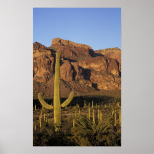 Póster NA, EE.UU., Arizona. Pipe de órganos Cactus Nacion