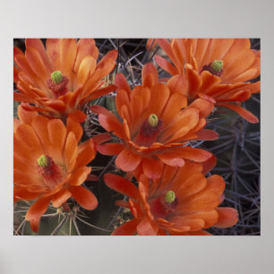 Póster NA, EE. UU., Arizona, San Xavier. Cactus Copa de C